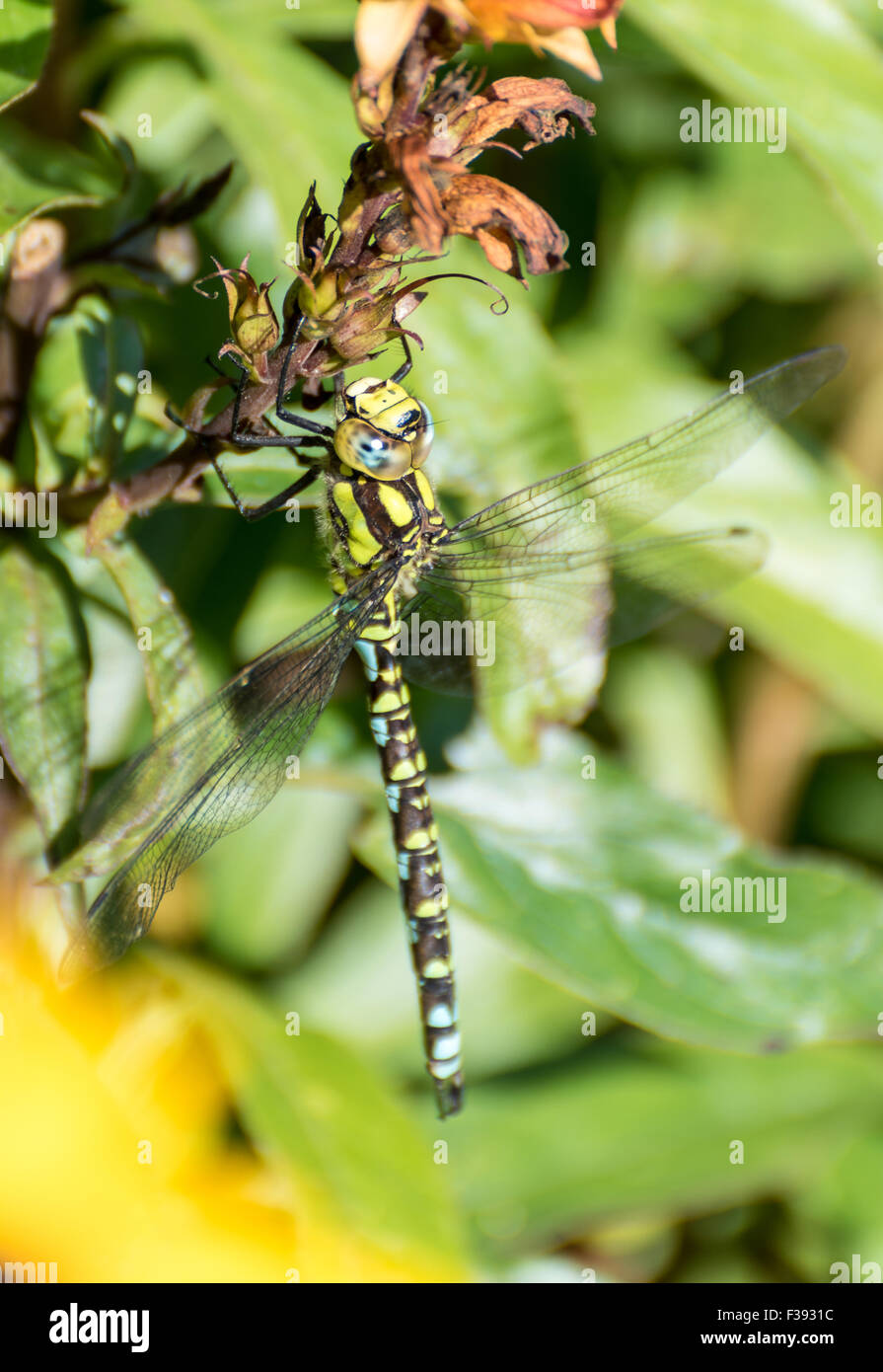 Common or Moorland Hawker Dragonfly (Aeschna juncea) Stock Photo