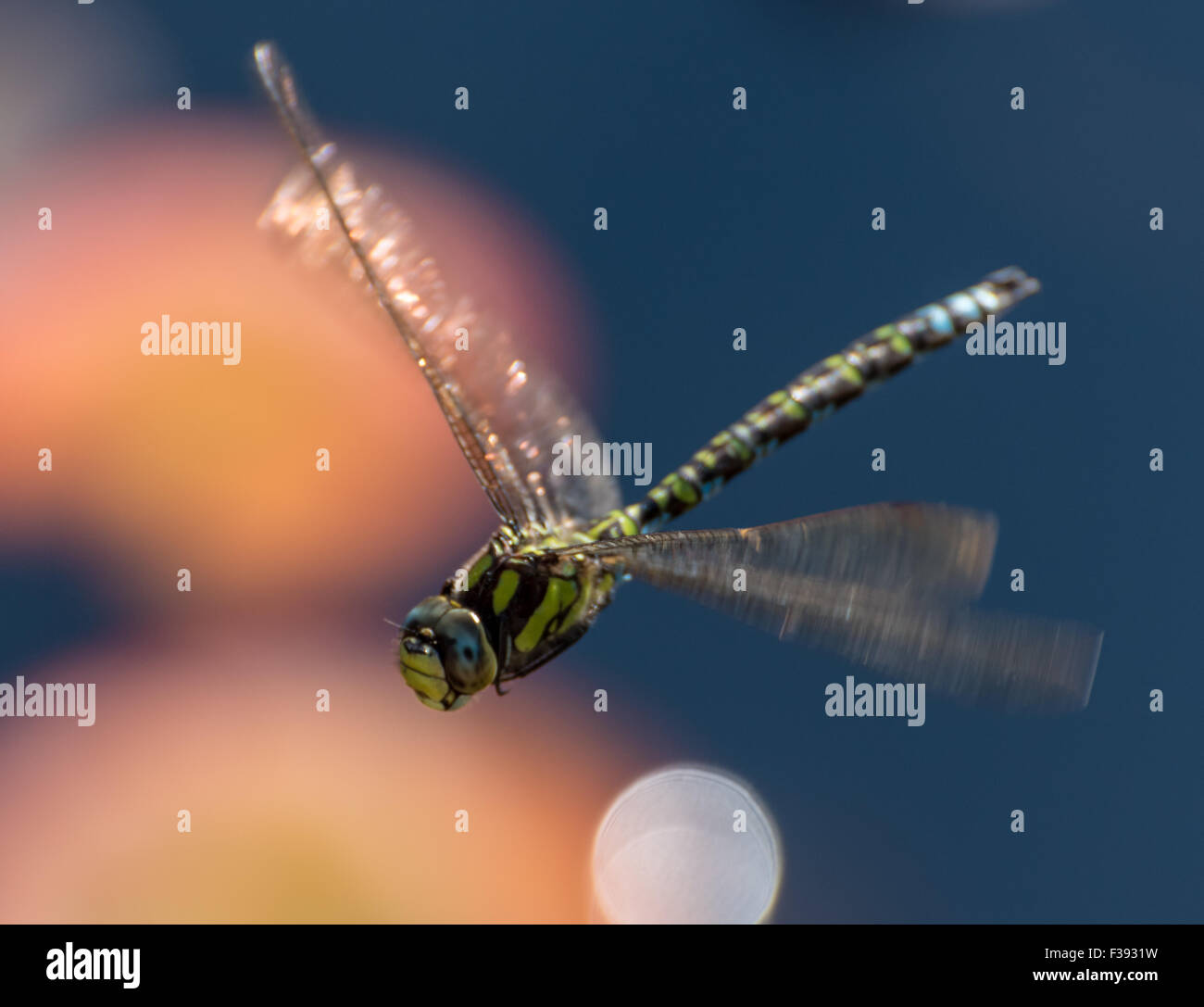 Common or Moorland Hawker Dragonfly (Aeschna juncea) in flight Stock Photo