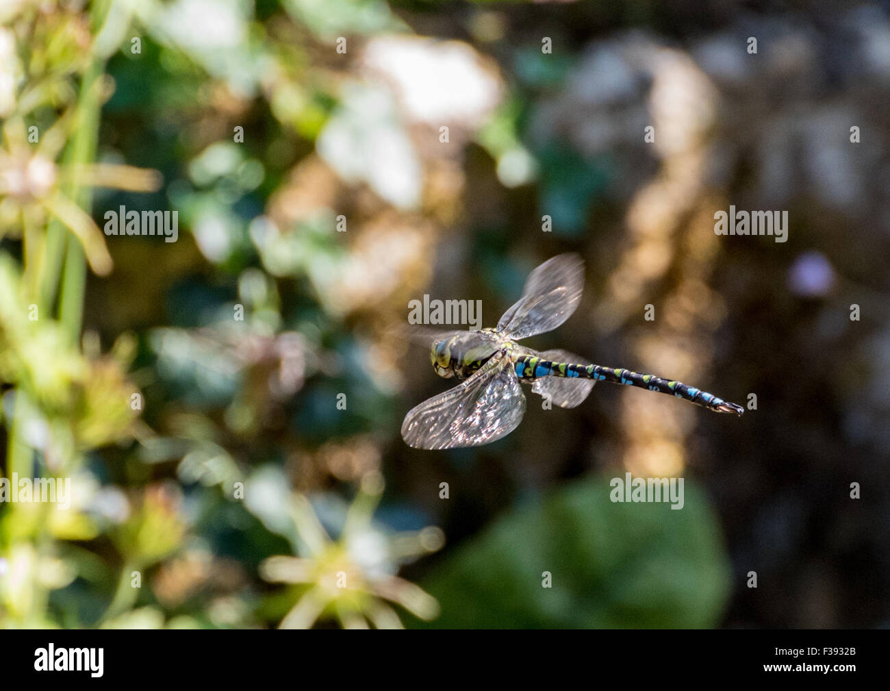 Common or Moorland Hawker Dragonfly (Aeschna juncea) in flight Stock Photo