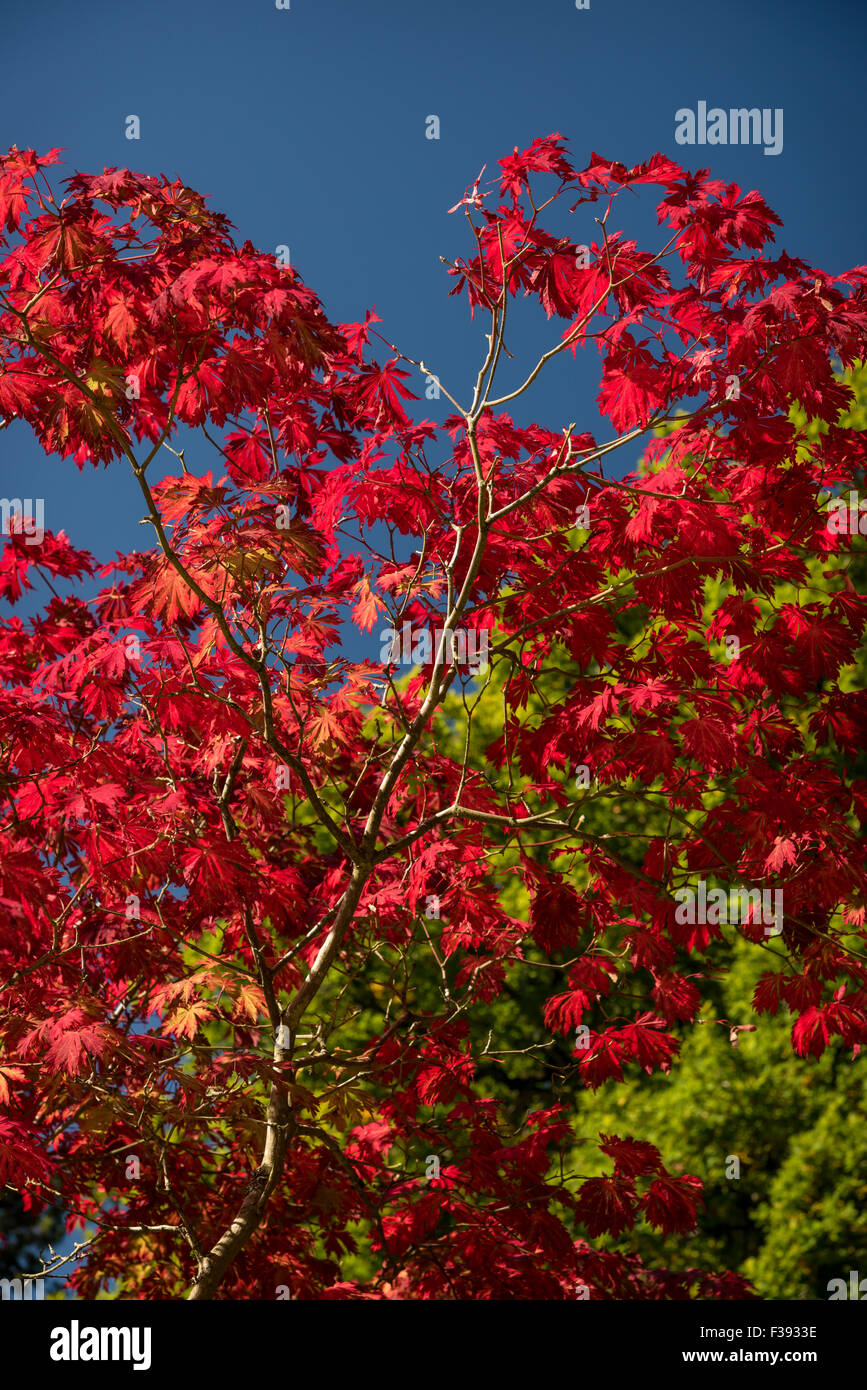 Acer in full Autumn Colour against blue sky Stock Photo