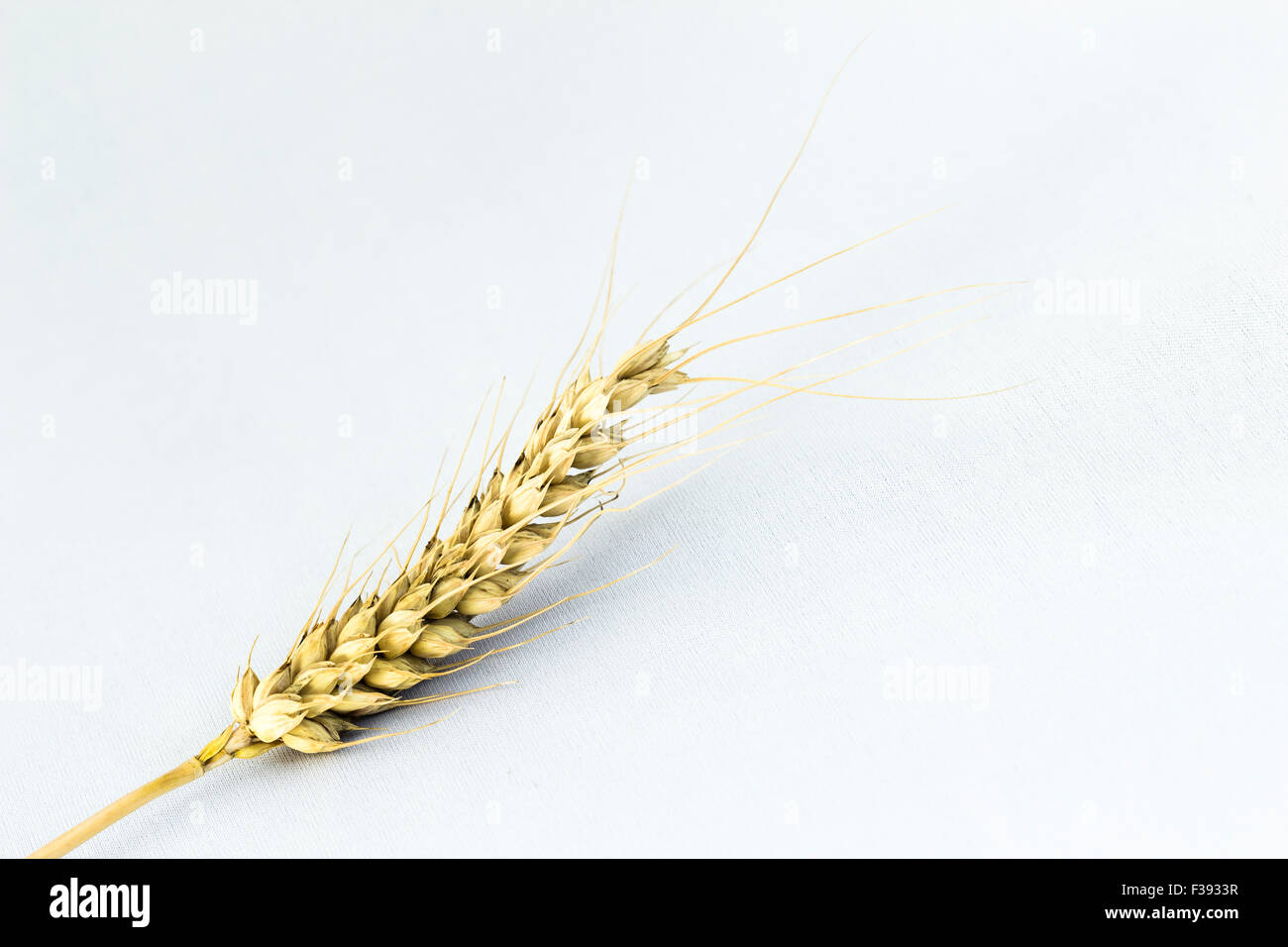 ear of wheat Stock Photo - Alamy