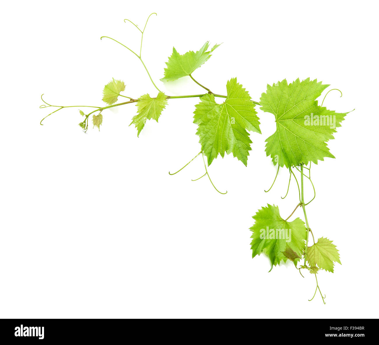Vine leaves isolated on white background with shadow. Green leaf Stock ...