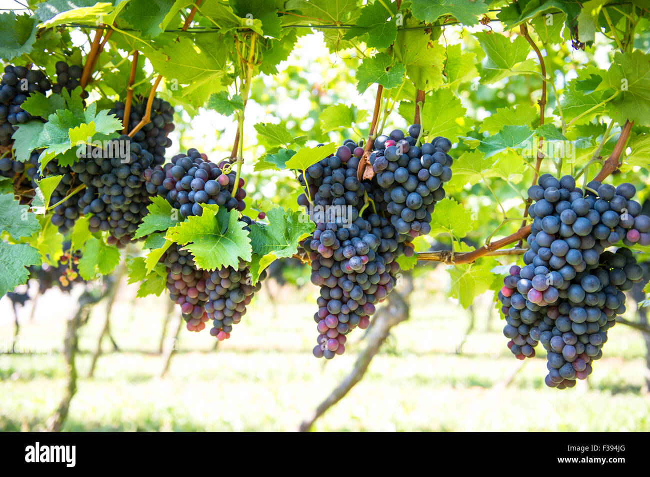 Red grape fruit tree hi-res stock photography and images - Alamy