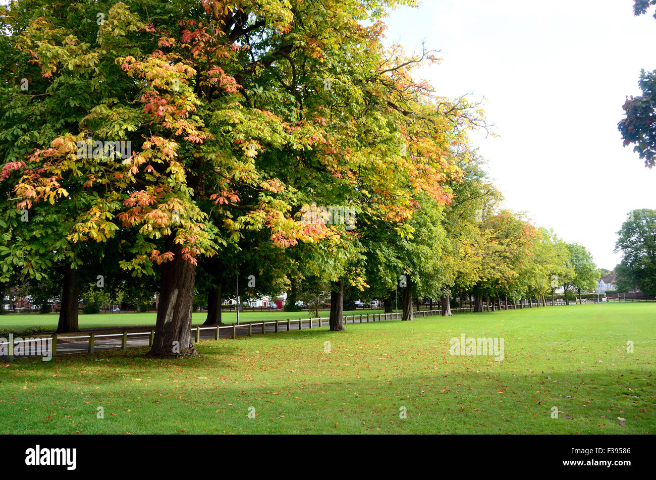 Trees starting to turn orange and gold in early Autumn Stock Photo Alamy
