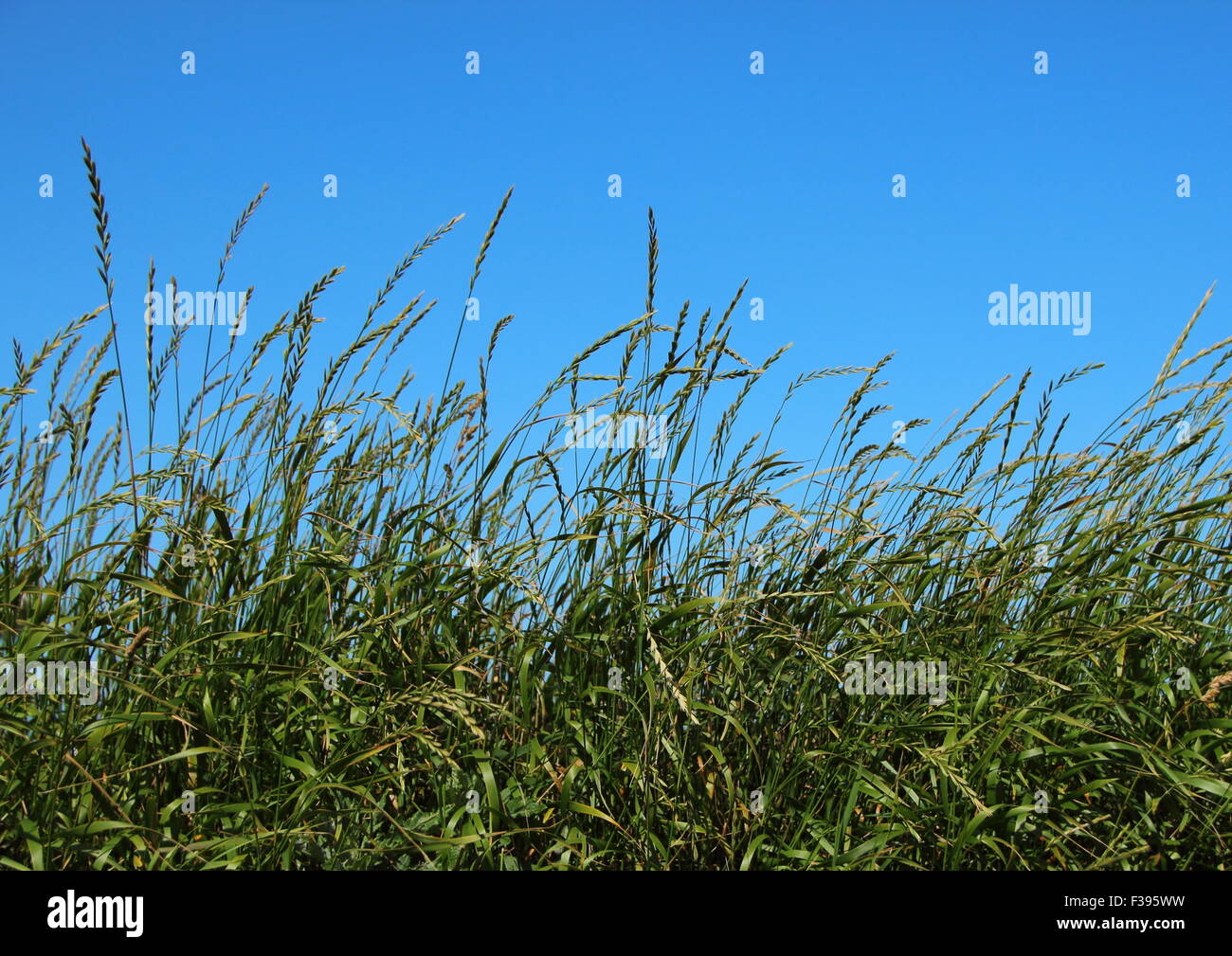 Green Straw Field Closeup with Blue Sky Summer Background Stock Photo