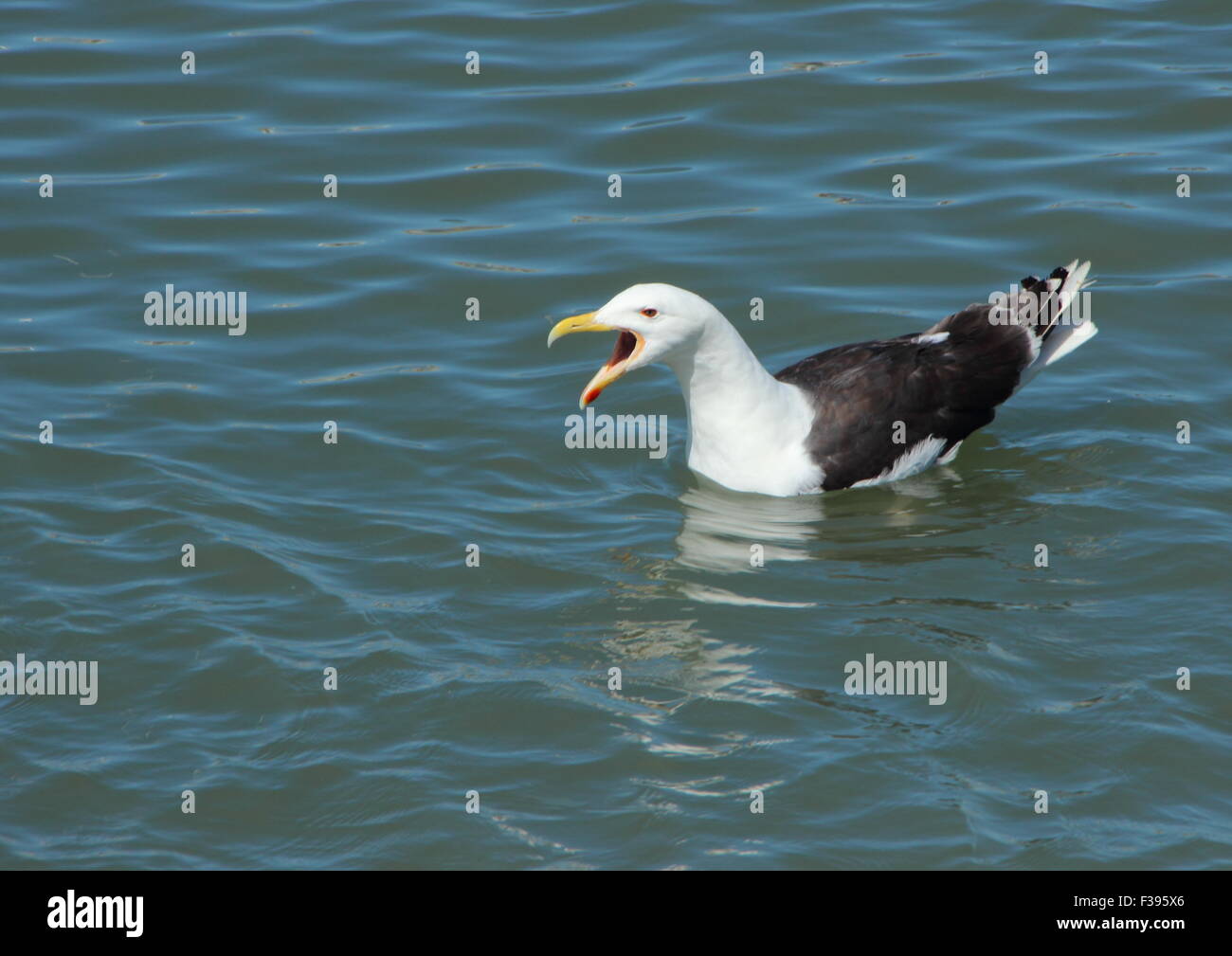 Screaming Seagull Swimming on Grey Water and looking Left Stock Photo
