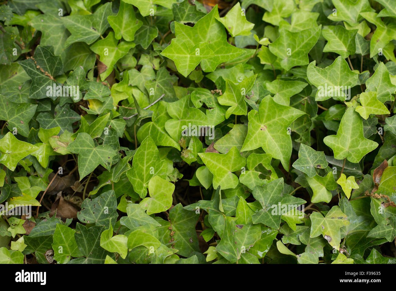 Ivy type leaves Stock Photo Alamy
