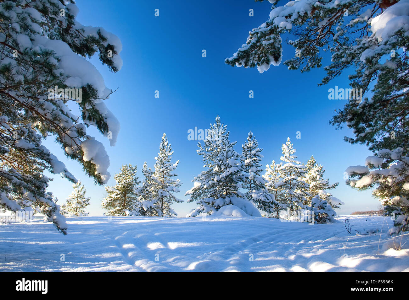 Pine trees covered with snow Stock Photo - Alamy