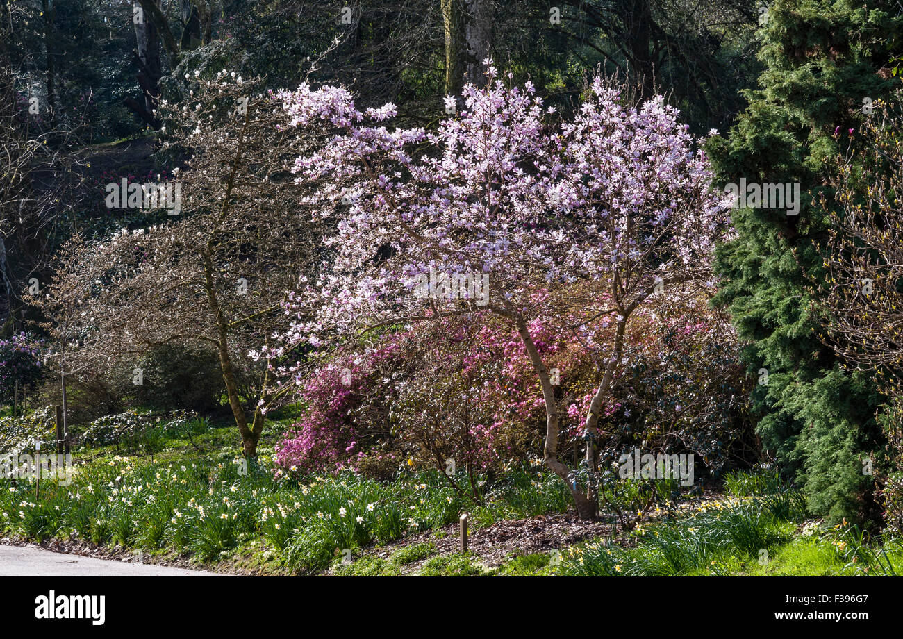 Caerhays Castle and gardens, Saint Austell, Cornwall, UK. Magnolia kobus x stellata 'rosea' 'Leonard Messel' in spring Stock Photo