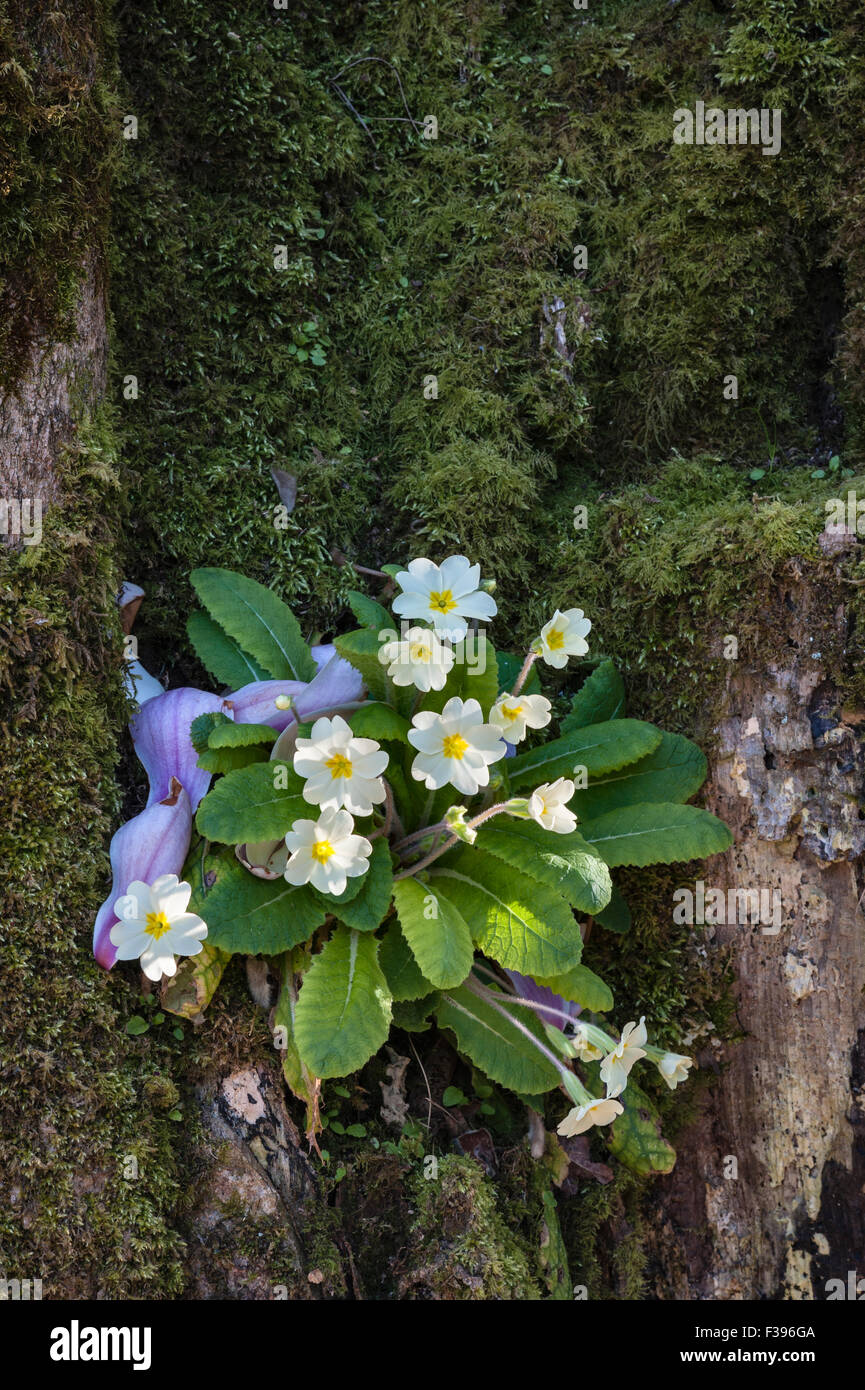 Caerhays Castle and gardens, Saint Austell, Cornwall, UK. Primroses and fallen magnolia petals on an old tree Stock Photo