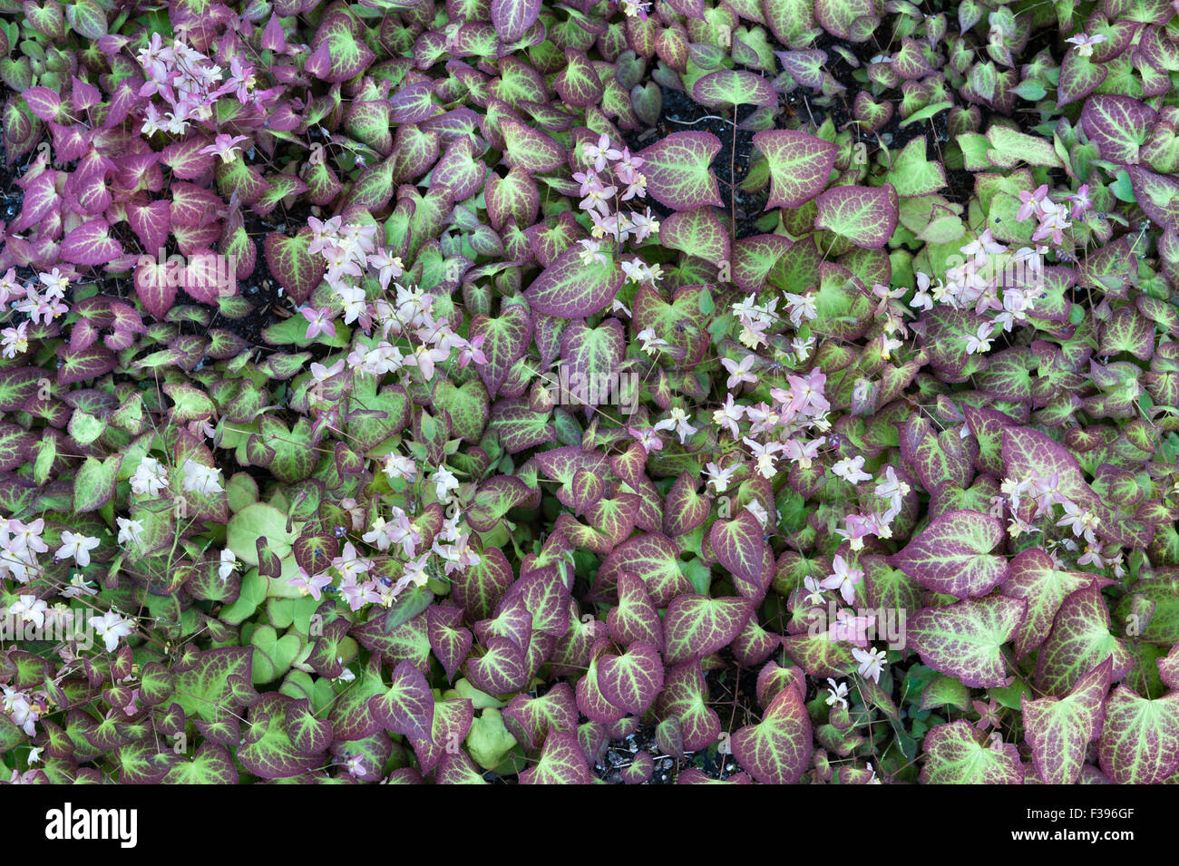Cornwall, UK. Epimedium grandiflorum (large-flowered barrenwort) in spring in a Cornish garden Stock Photo
