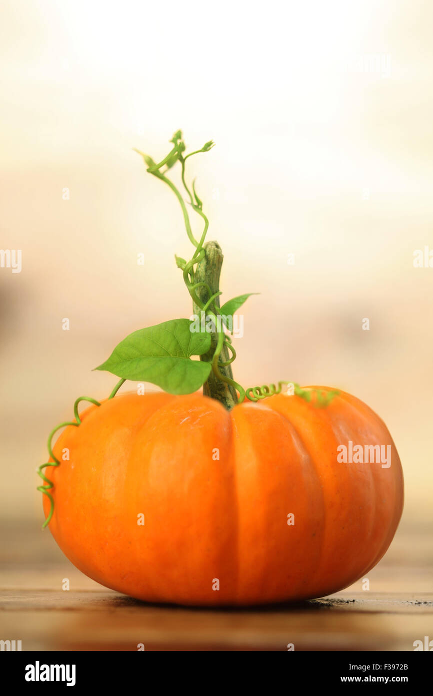 Autumn pumpkin background Stock Photo - Alamy