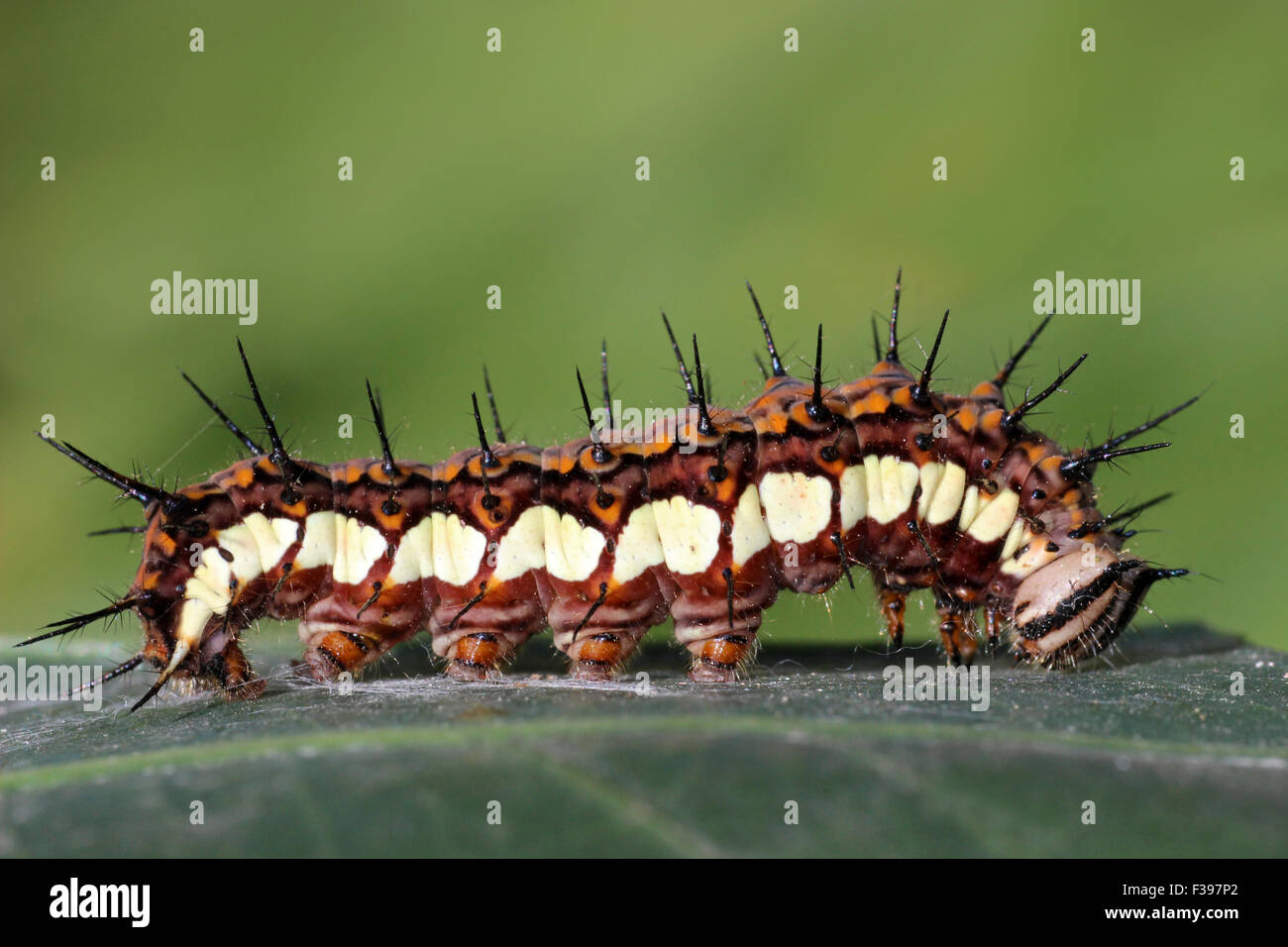Spiky Caterpillar, Peru Stock Photo