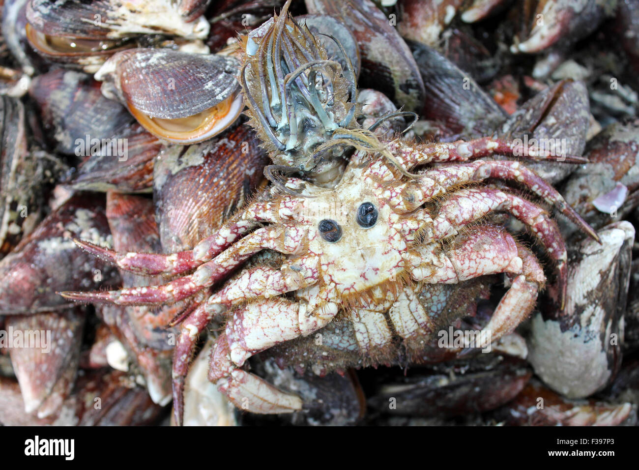 Underside On Crab with Quirky Eyes, Face & Punk Hairstyle On a Seafood Stall In Arequipa, Peru Stock Photo