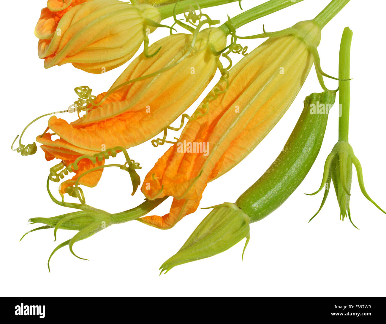 Yellow zucchini blossoms, leaves and tendril on white background Stock Photo