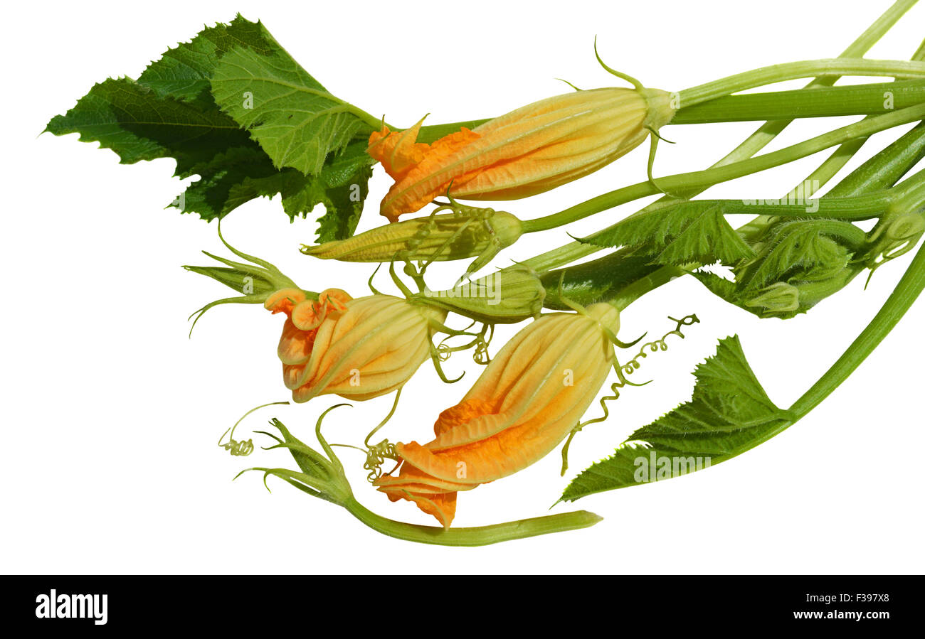 Yellow zucchini blossoms, leaves and tendril on white background Stock