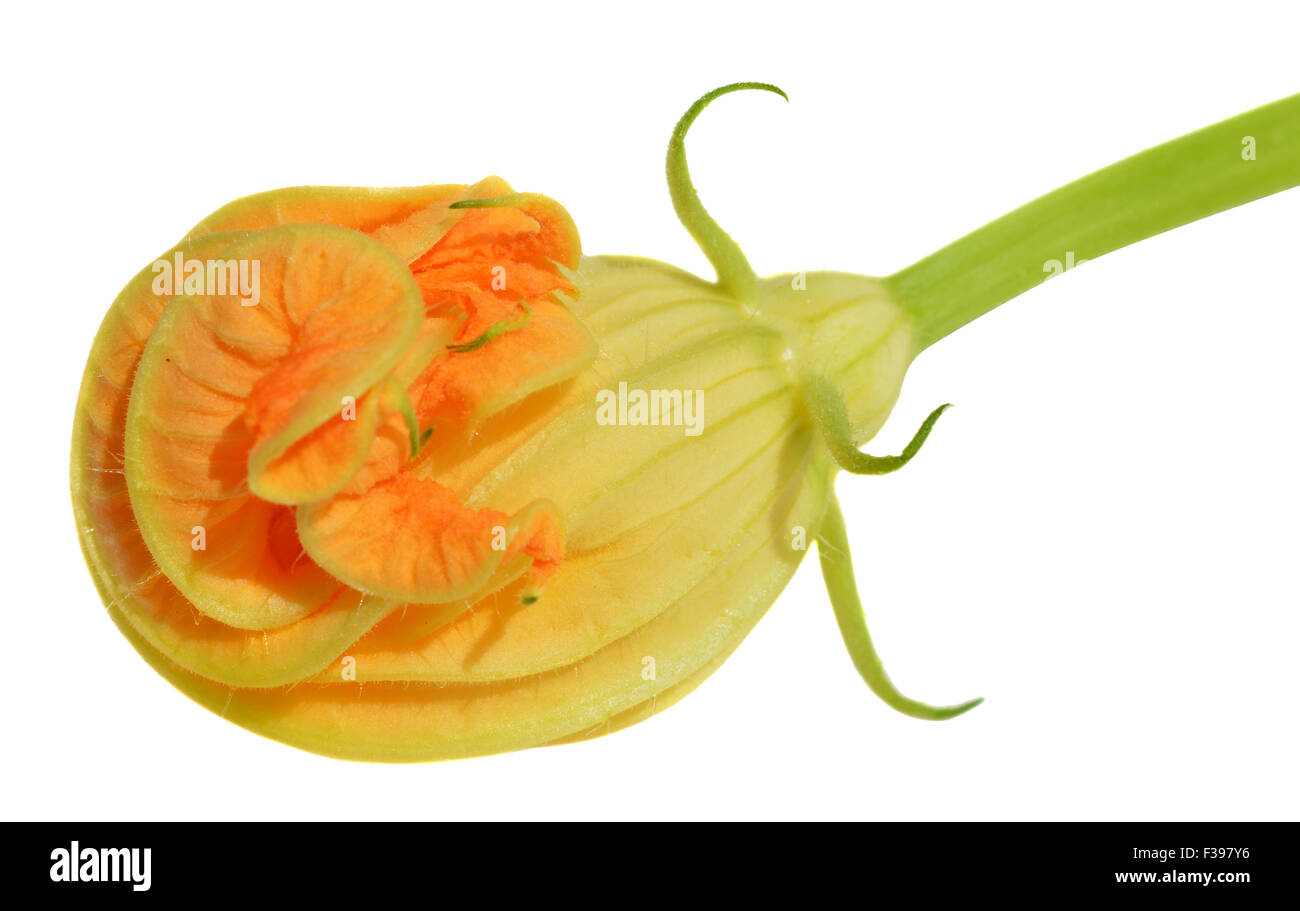 Yellow zucchini blossoms on white background Stock Photo Alamy