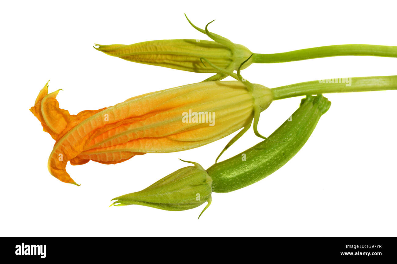Yellow zucchini blossoms on white background Stock Photo Alamy