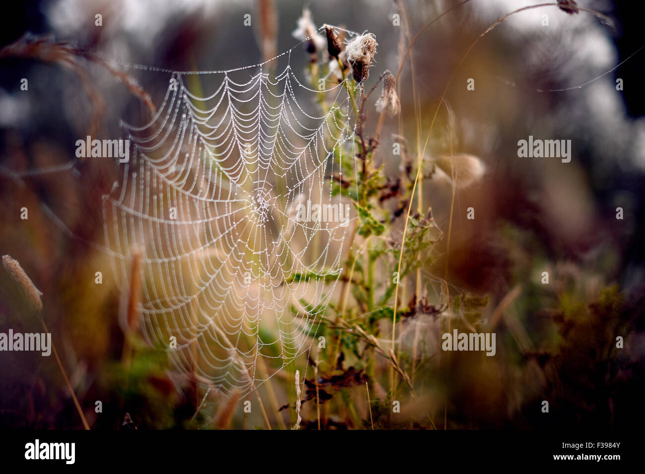 Spiderweb with dew drops on, against grasses Stock Photo