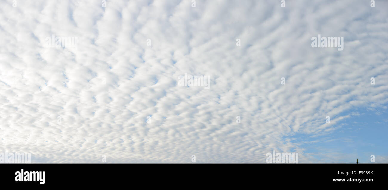 Wide angle view of large field of cirrocumulus stratiformis as natural cloudscape background. Stock Photo