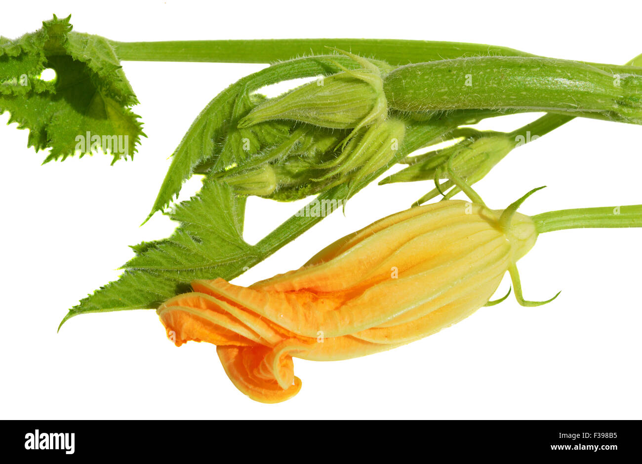Yellow zucchini blossoms and leaves on white background Stock Photo Alamy