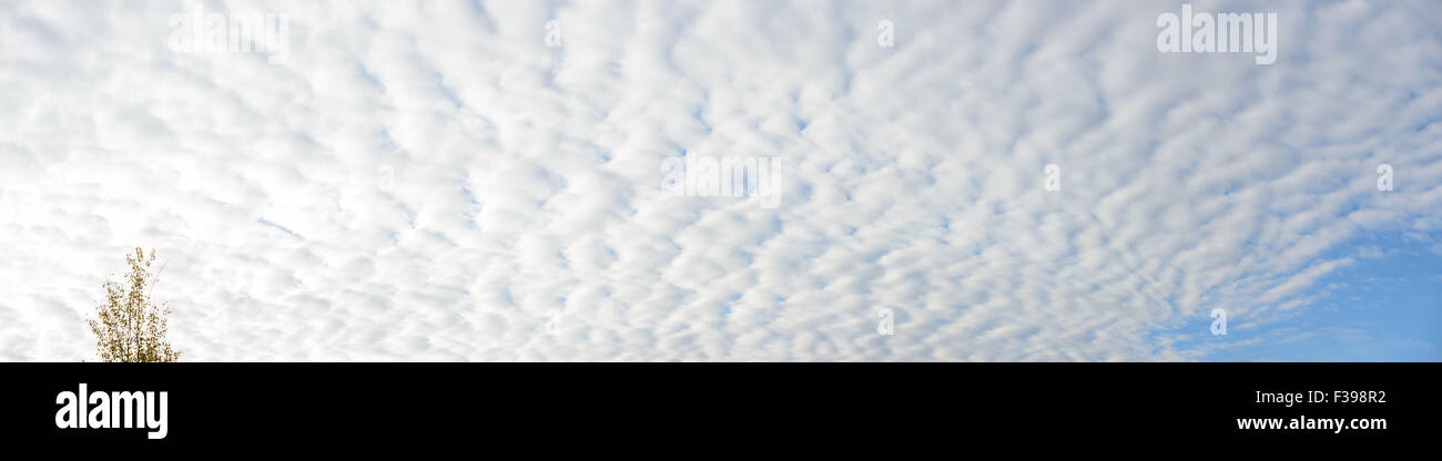 Wide angle view of large field of cirrocumulus stratiformis as natural cloudscape background. Stock Photo
