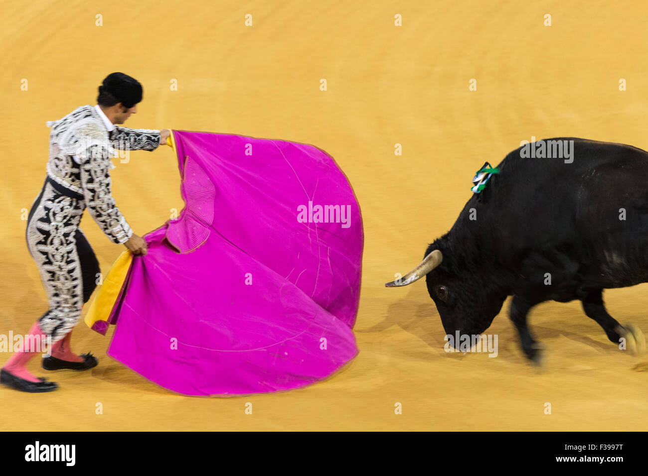 Bull fighting in Spain / Corrida de Toros en España Stock Photo