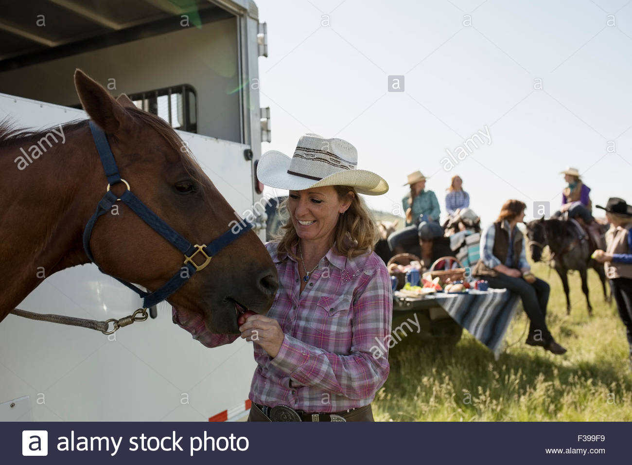 Female rancher feeding horse at horse trailer Stock Photo Alamy