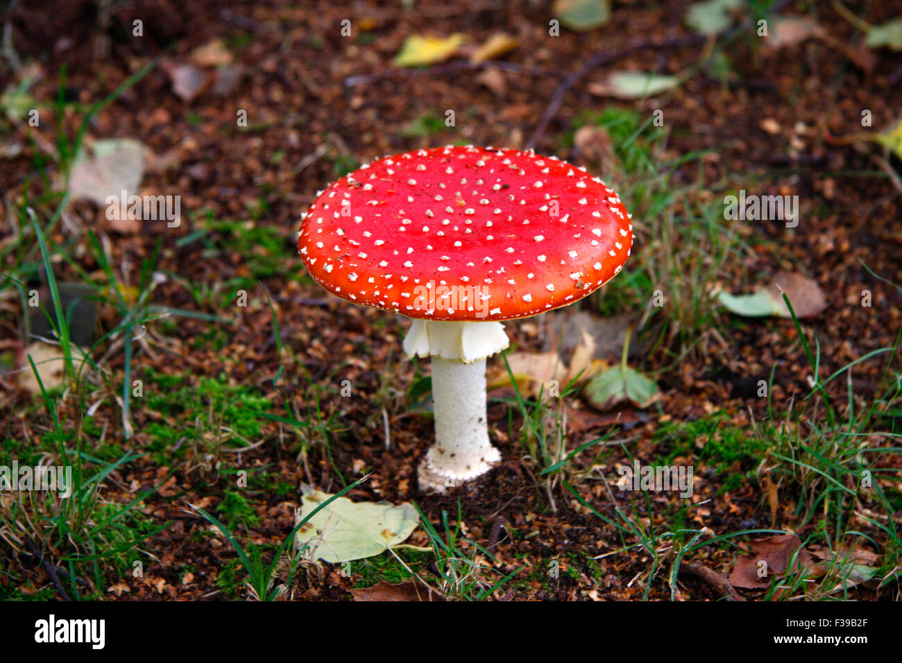 Fliegenpilz, Sylt. Stock Photo