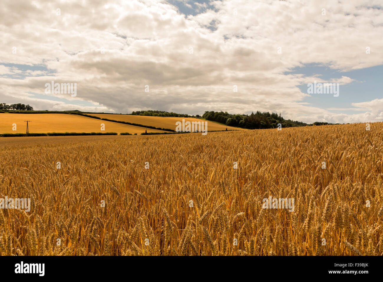 Fields of ripening crops as far as the eye can see. Stock Photo