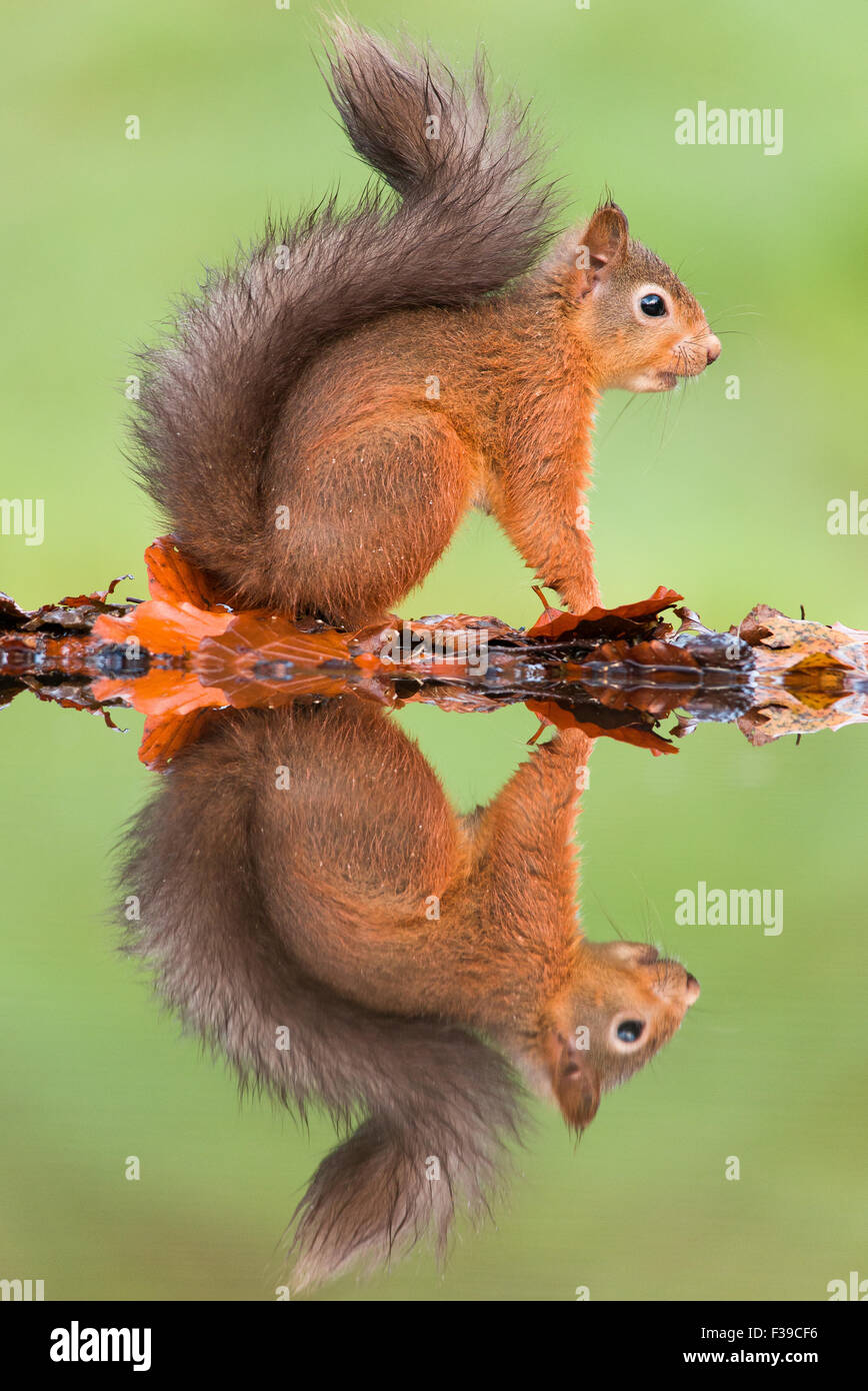 Red Squirrel sitting by water with full reflection Stock Photo