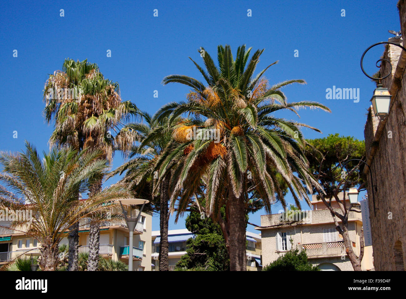 Palmen, Antibes, Cote d'Azur, Frankreich. Stock Photo