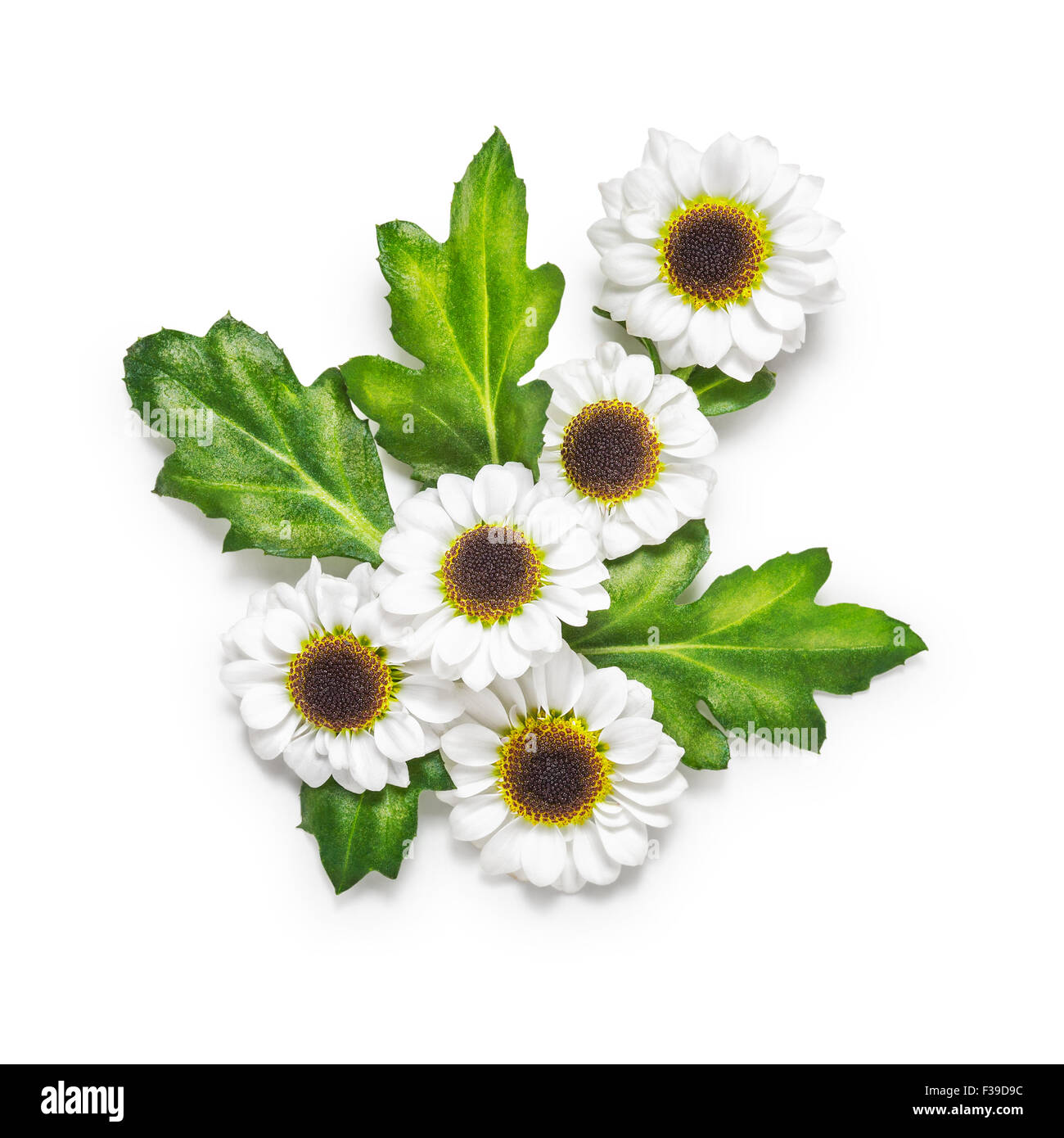Autumn flowers. Small chrysanthemum with leaves arrangement isolated on white background. Clipping path included Stock Photo
