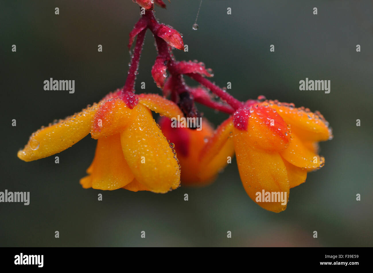 berberis Darwinii evergreen garden shrub Stock Photo