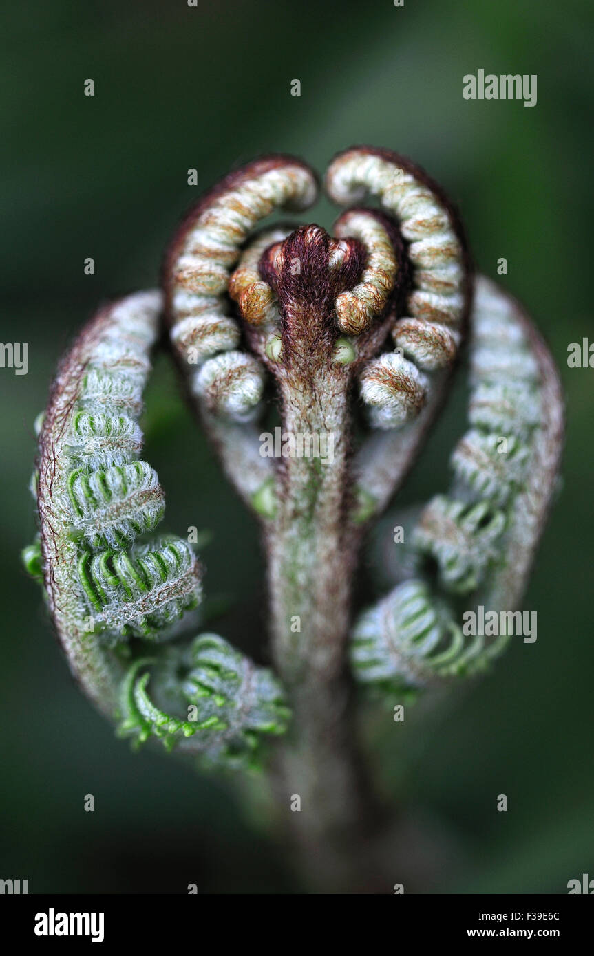 bracken fern pteridium aquilinum Stock Photo