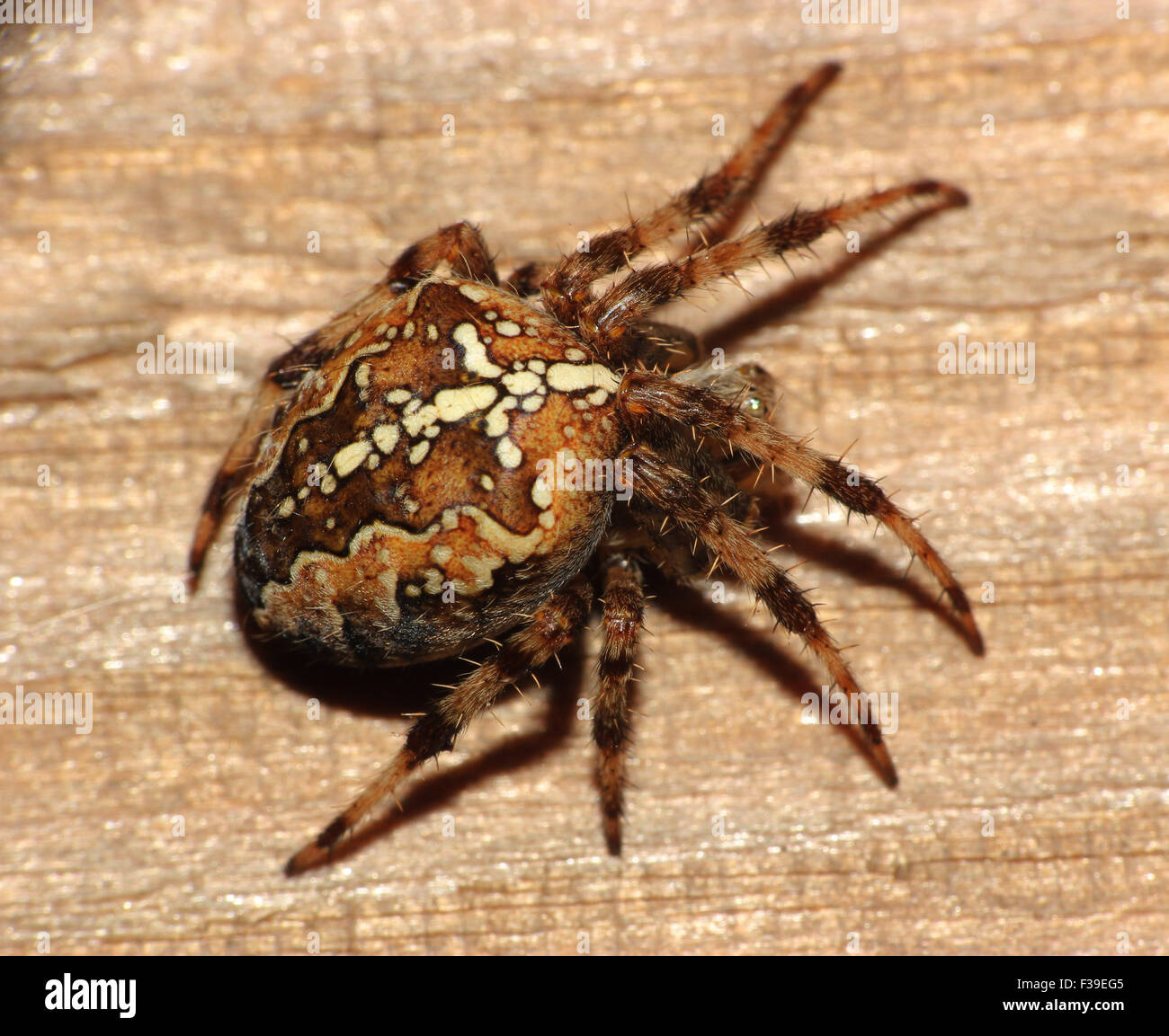 Common Garden Spider Macro Closeup On A Wooden Background Stock