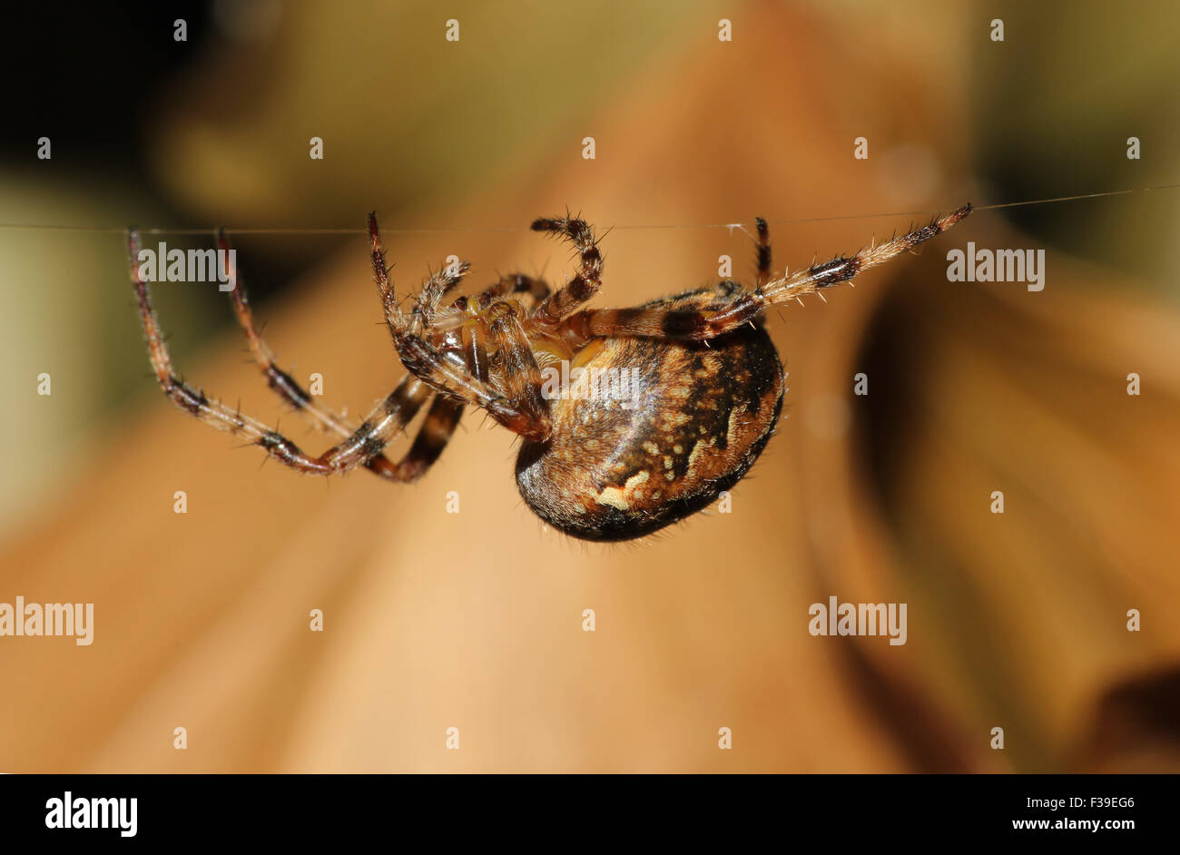 Common Garden Spider (Araneus diadematus)walking along web in the Autumn sunshine .Macro image . Stock Photo