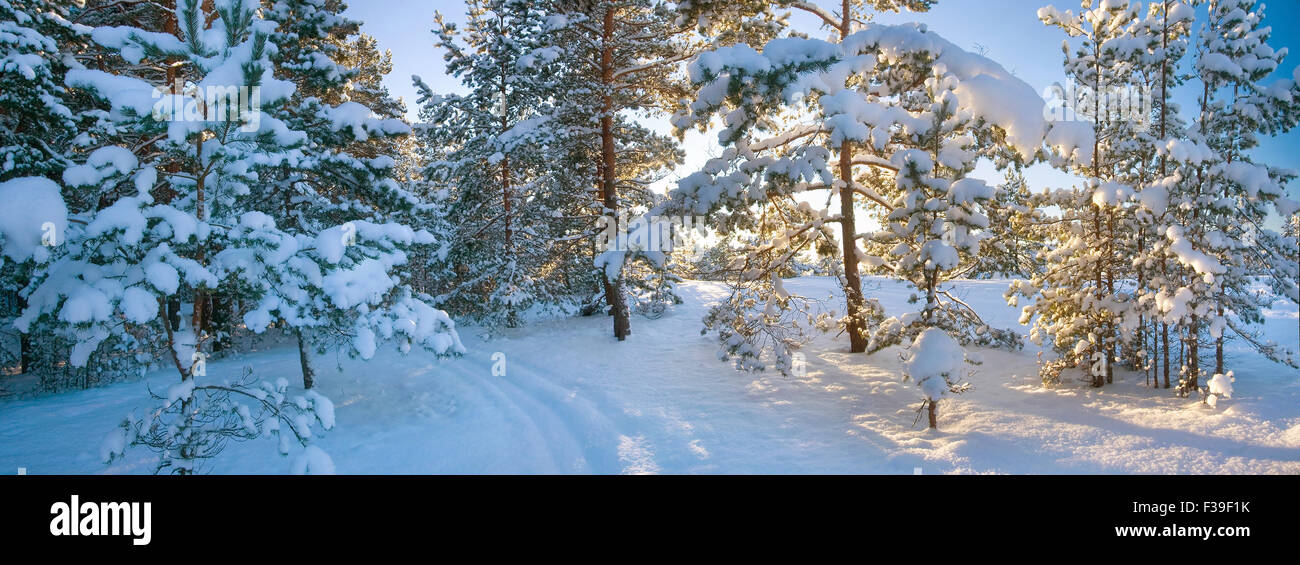 Pine trees covered with snow Stock Photo - Alamy