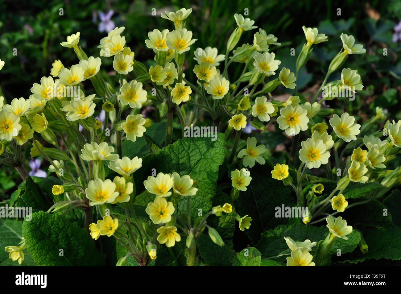 False oxlip hi-res stock photography and images - Alamy