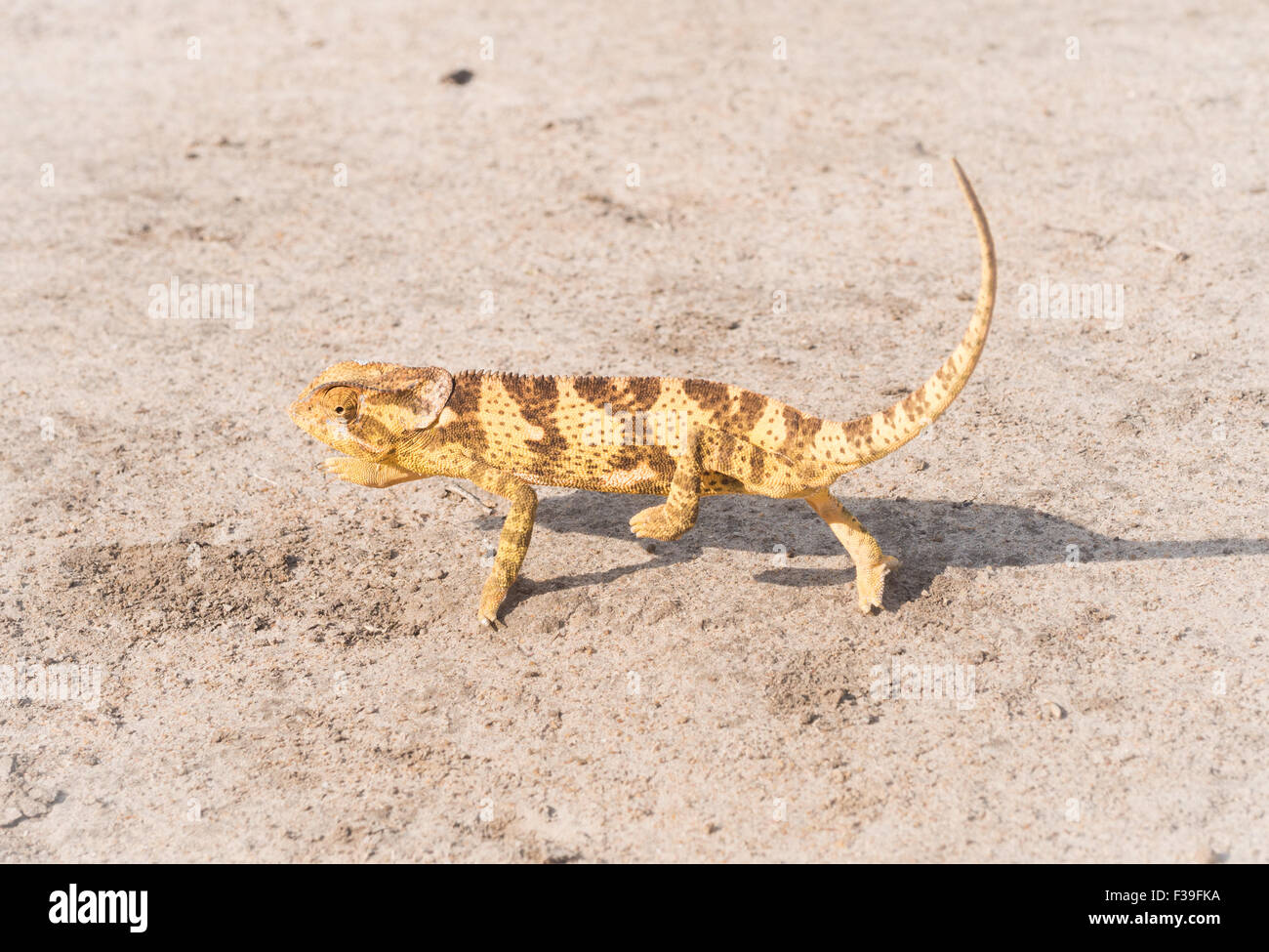 Yellow and brown  wild chameleon walking on a dry ground in Tanzania, Africa Horizontal photo. Stock Photo