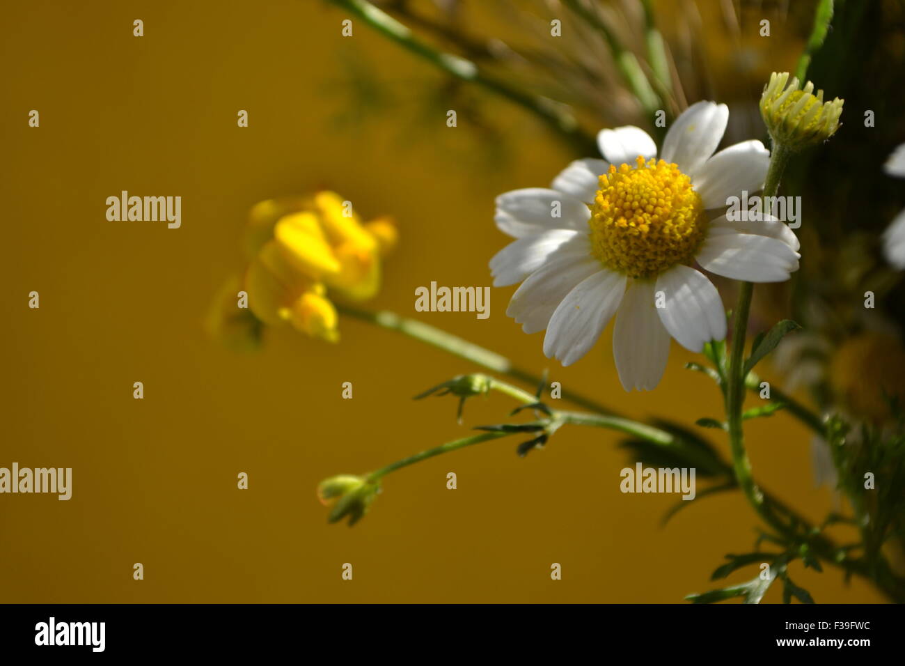 A wild flower,chamomile flower,colorful flowers,various flowers,yellow daisies,white daisies,in the dirt, flowers, Stock Photo