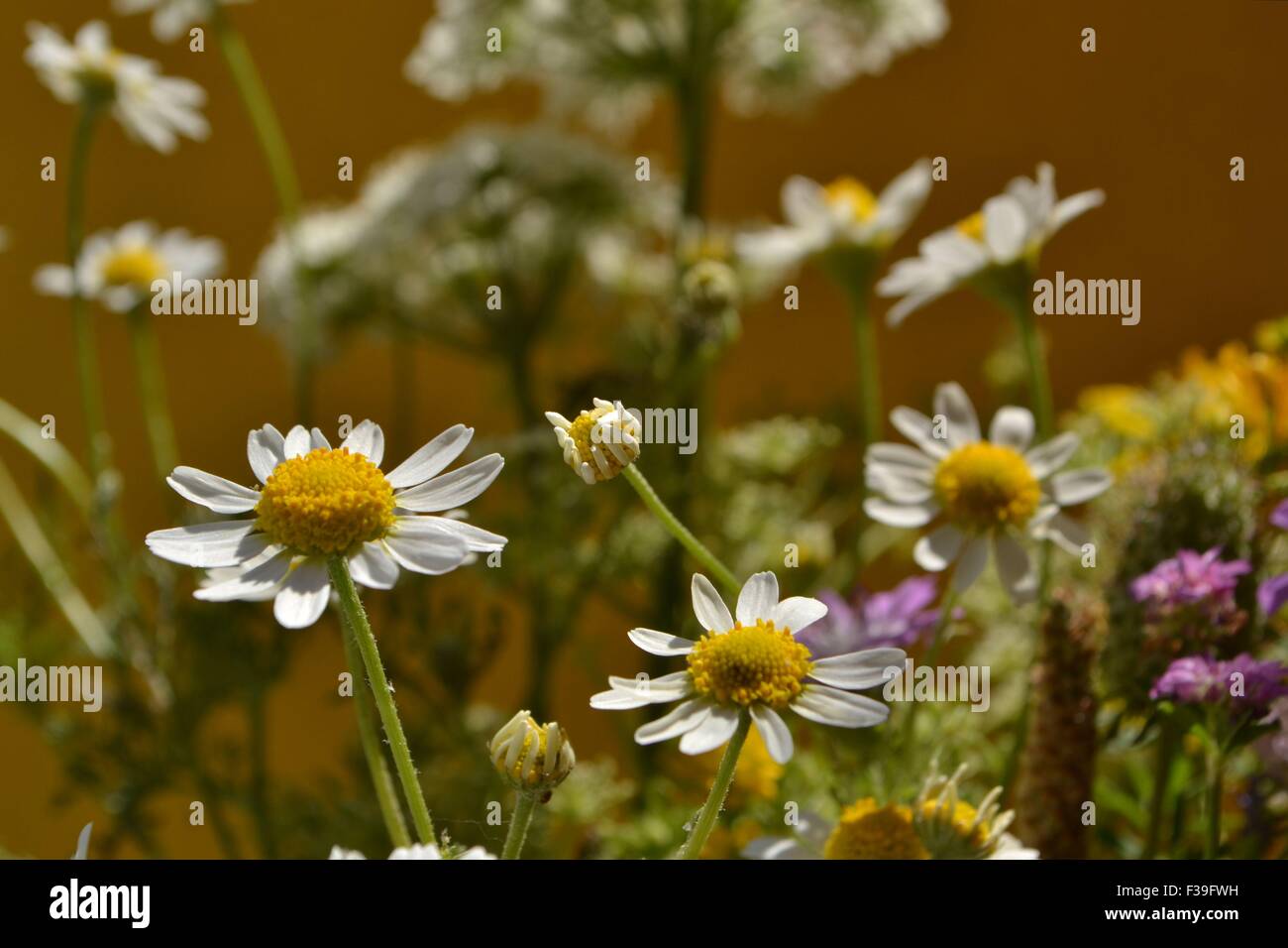 Wildflowers,daisies,flowers,colorful flowers,various flowers Stock Photo