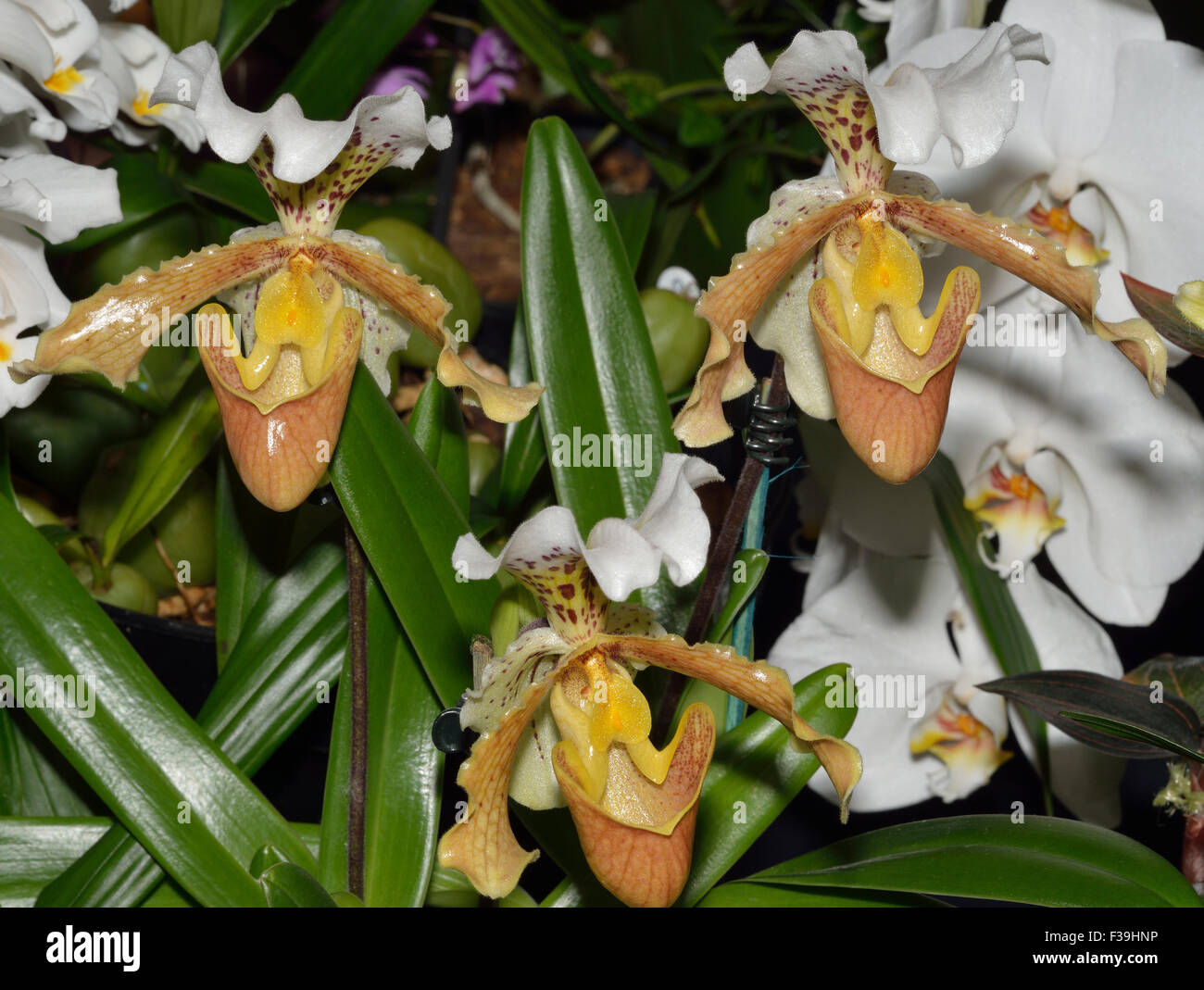 Paphiopedilum Slipper Orchid Hybrid - Paphiopedilum insigne x harefiel Stock Photo
