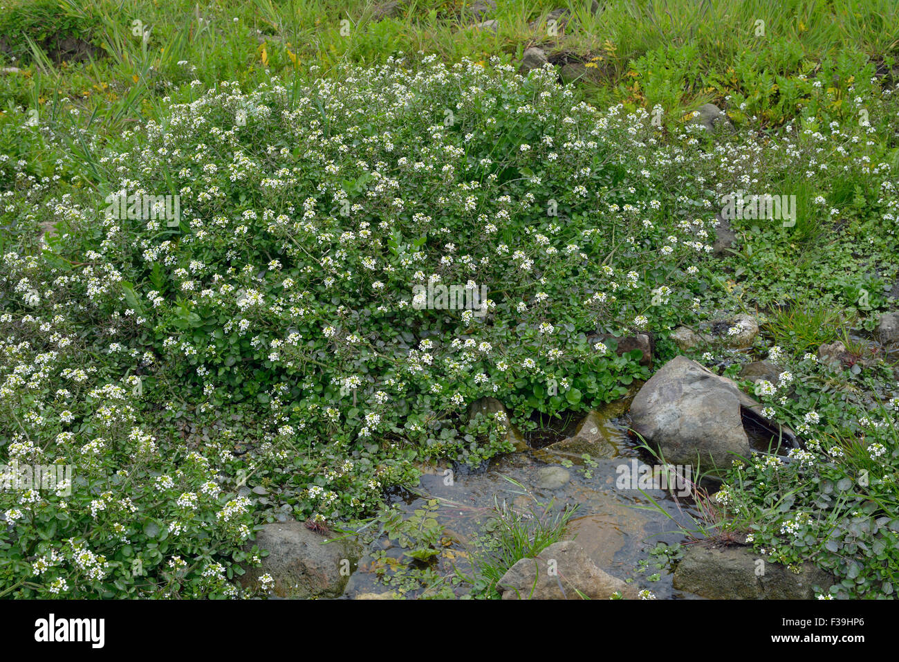 Water-cress - Rorippa nasturtium-aquaticum Mass of plants in stream Stock Photo