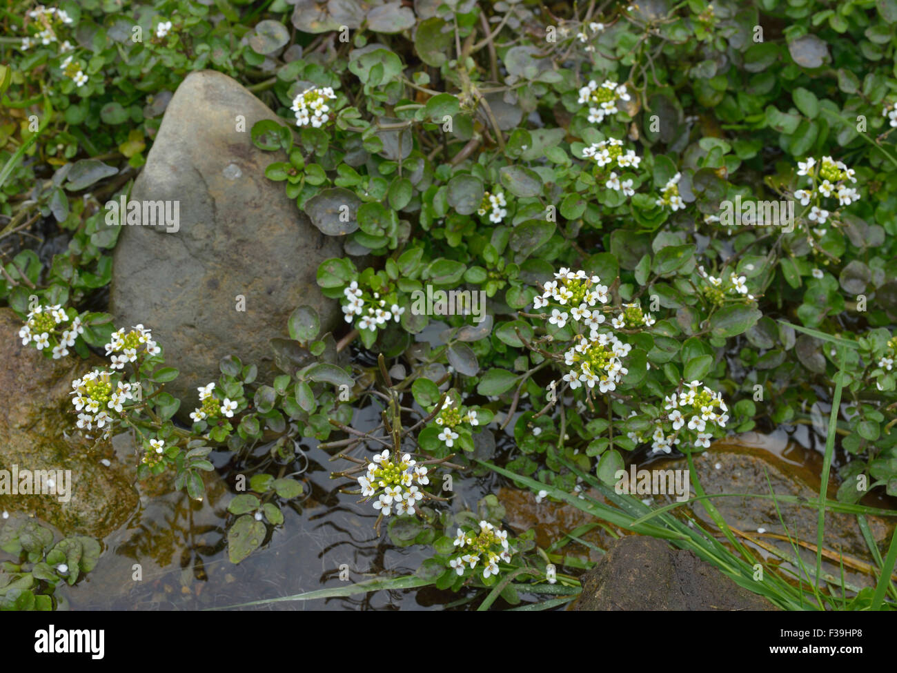 Water-cress - Rorippa nasturtium-aquaticum Mass of plants in stream Stock Photo