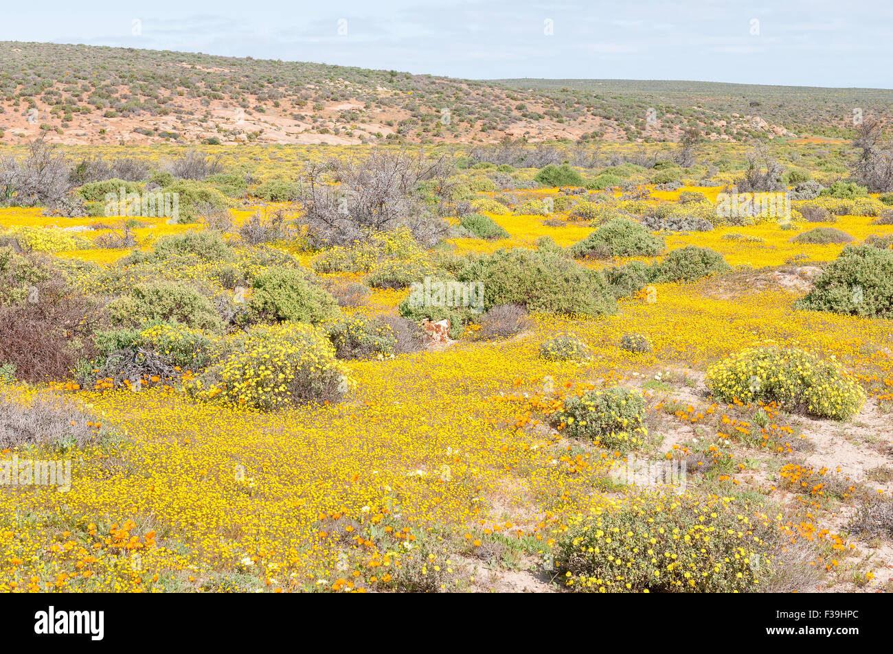 A field of yellow wild flowers near Soutfontein (salt fountain) in the Northern Cape Namaqualand region of South Africa Stock Photo