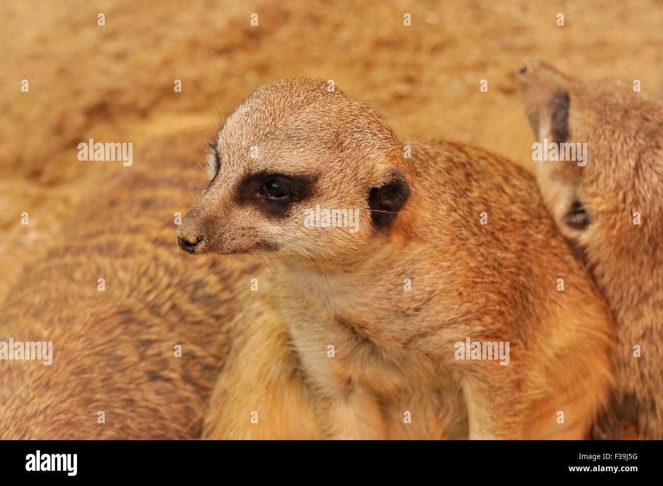Portrait of a Meerkat - Suricatta suricates Stock Photo