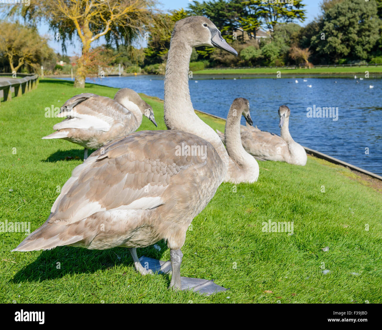White Mute Swan Cygnet (Cygnus olor) Cygnets on grass by a lake in the UK. Stock Photo