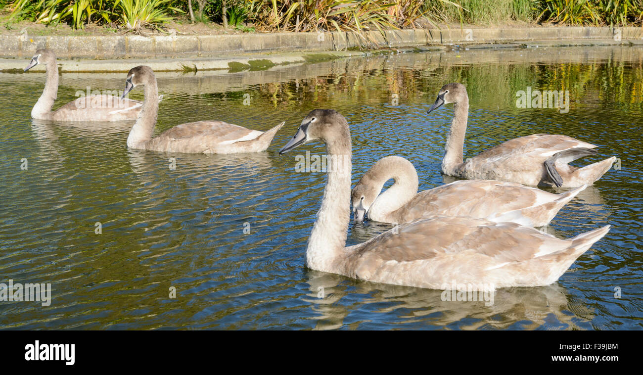 Cygnets swimming in a lake in the UK. Stock Photo