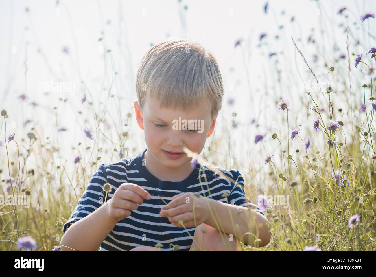 Boys in wildflower field hi-res stock photography and images - Alamy